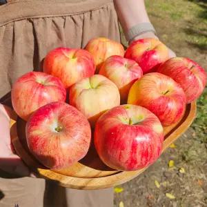 (정품) 경북 꿀사과 중과 2kg 안동 청송 맛있는  한박스 (6-8과 내외)