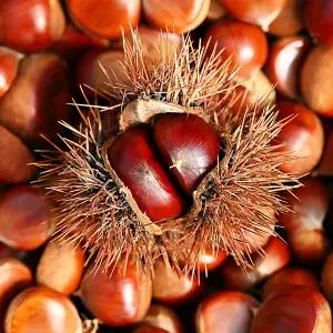 유기농 정안 피밤(햇밤) 대 3kg