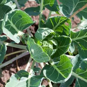 꼬마 고깔 미니 방울 다다기 양배추 채소 종자 씨앗/원예/씨/야채/재배/품종/작물/키우기/심기/주말농장