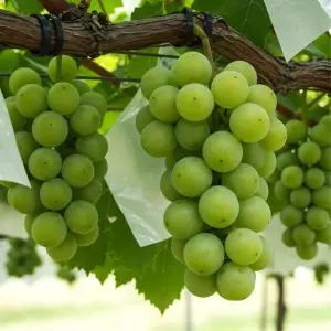 대한민국 1등 샤인머스캣 고당도 수출용 2 kg 3-4수내외 겁나 답니다~