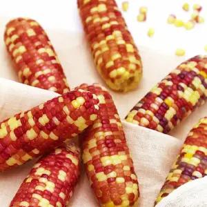 알록달록 홍찰 냉동 삶은 찰옥수수 10개 10~15cm내외