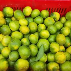 제주도 남원 타이벡감귤 조생감귤 5kg 혼합과