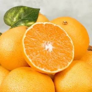 [신선하랑]제주 고당도 못난이 황금향 10kg