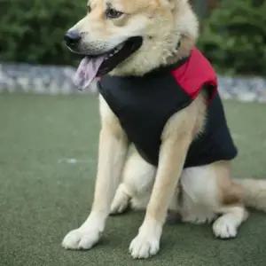 강아지패딩 하네스조끼 중형견 대 3XL 4