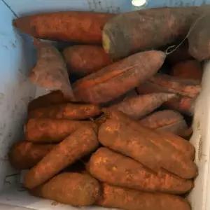 국내산 당근 산지수확 10kg(중/포장재포함)