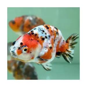 [주니멀열대어]키우기쉬운[금붕어] 캘리코 난주 8~10cm내외 (랜덤발송)관상어