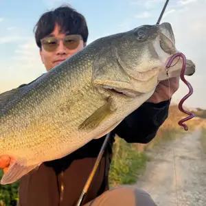 아로스 잉잉 스몰 배스웜 루어낚시