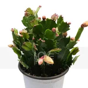 황금게발선인장 노랑 겨울 꽃 크리스마스 선인장 종류 다육이 화분