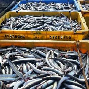 동해 속초 A급 생물 양미리 2kg