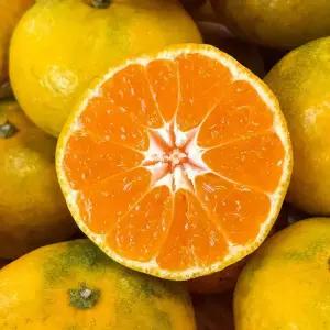 제주 노지 감귤 황금향 천혜향 한라봉 가정용 / 노지감귤 소과(2S) 3kg