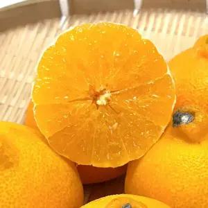 제주 노지 감귤 황금향 천혜향 한라봉 가정용 / 황금향 2kg