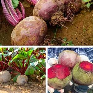 해남 레드비트 5kg 국내산 샐러드용 생채소 / 30대