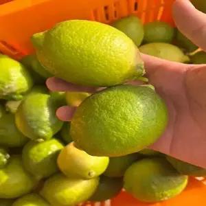 [제주직송] 제주 레몬 2kg (무왁스,무농약,강제착숙X,강제후숙X)