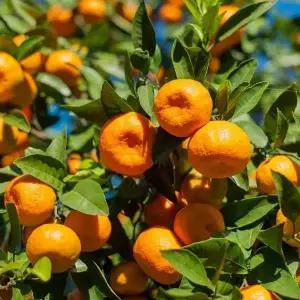 달콤한 제주 타이벡 감귤 로얄과 4.5kg (s~m 사이즈)