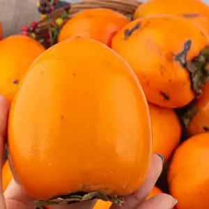 대봉감 5kg 왕특대과(12내외) / 자연숙성 프리미엄 영암 대봉홍시 곶감말랭이 특품 선별 고당도 제철과일 명가 대박이농원