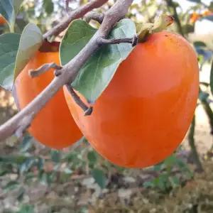 대봉감 10kg 왕특대과(20내외) / 프리미엄 고당도 영암 금정 대봉홍시 곶감말랭이 특품 선별 선물용 대박이농원