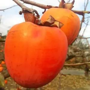 대봉감 10kg 특대과(25내외) / 자연숙성 고당도 꿀 영암 금정 대봉홍시 곶감말랭이 제철과일 대박이농원