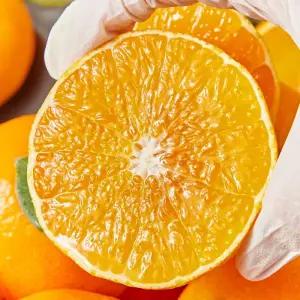 돌쇠네 당도보장 프리미엄 제주 황금향 4kg + 1kg(16-35과 내외)