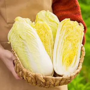 [전청프레시] 제철 알배기 알배추 쌈배추 상 4통