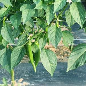 청양고추(상) 10kg 신선농장 국내산 매운고추 풋고추