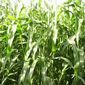 수단그라스 20kg 친환경 농업 가뭄저항성 토양개선 씨앗 녹비작물 종자