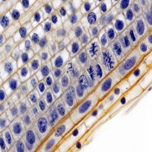 [유성과학] 체세포분열슬라이드표본(식물) 학습준비물