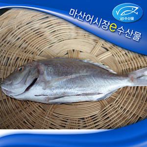 e수산물 반건조 참돔40cm 특대 큰 국산 자연산 말린참돔 제수용 도미 반건조 제수용