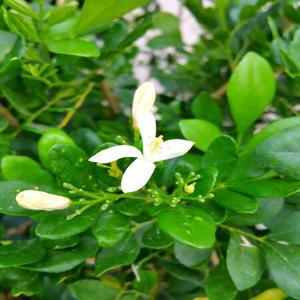 꽃향기 진한 오렌지 자스민 중형  소나무길 1402