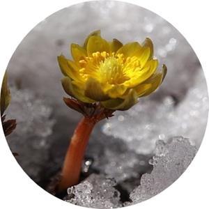 복수초 /노란복수초 /복풀/3포트분묶음/야생화/ 취미 /봄철화단 /포트화분