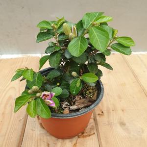 수련목(10센치)  한목대 꽃이 핑크색으로 잔잔히 피지요