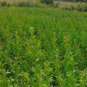 석류나무/pomegranate tree/묘목/대홍/흑왕자/환타지/과실수/유실수