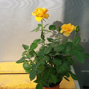 명품노랑장미  수량한정이에요 상세페이지 3가지색중 1개로나가요 꼭확인해주세요 노지월동가능