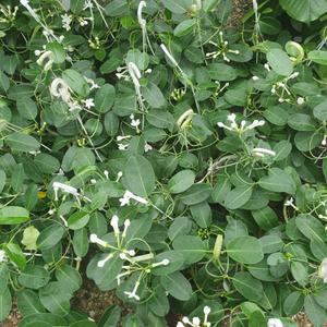 마다가스카르자스민  40~60cm 129  넝쿨자스민 공중식물 행잉플랜트