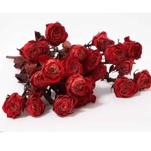 자나장미 드라이플라워 미니장미 프리저브드플라워 프리저브드 장미꽃