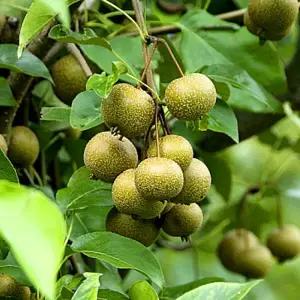 돌배나무 돌배 묘목 실생1년생 노지월동 정원용 유실수 수분수용 (목하원예조경)