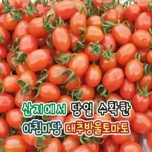 [아침마당]대추방울토마토 대과 2kg 판매