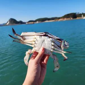 태안 신진도 활꽃게 2KG 8미내외(얼음포장)