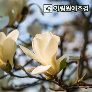 목련나무 개화주분묘 백목련 불칸 제니 목련 가림원예조경