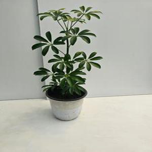 식물공장 홍콩야자 중품 반려식물 40-60cm 59