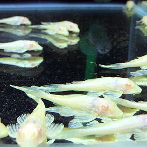 알비노 나비 비파 (5cm 내외)건강한 생물 안전한 포장 사착 보상