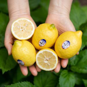 신선한 정품 펜시 레몬 40과 개당120g/140g