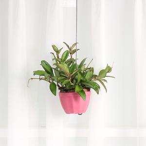 호야 로시타(미니화분)