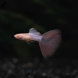 아쿠아마린 핑크테일 구피 1쌍 [암1,수1]  핑크키티 고정구피 애완 열대어 물고기 관상어 키우기