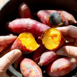 해남 꿀 고구마 한입 3kg