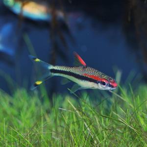 티아쿠아 열대어 로즈라인 바브 1마리 (약3~5cm전후) 관상어