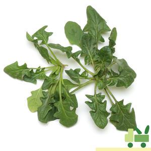 노지 시금치 1Kg