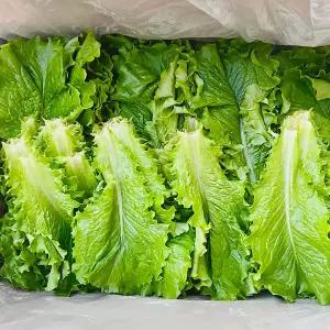 국내산 청상추 상추 쌈용 잎작은상추 1kg