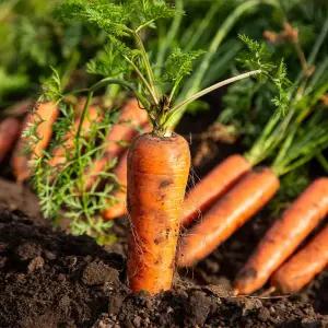 제주도 구좌 햇당근 흙당근 2kg 3/5kg