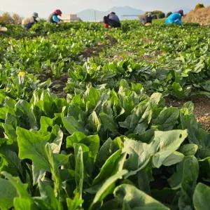 보물섬 남해 노지 시금치 1kg