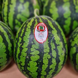 고당도 정품 하우스 수박 5kg 내외